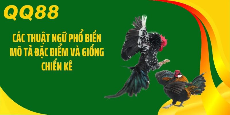 Các thuật ngữ phổ biến mô tả đặc điểm và giống chiến kê