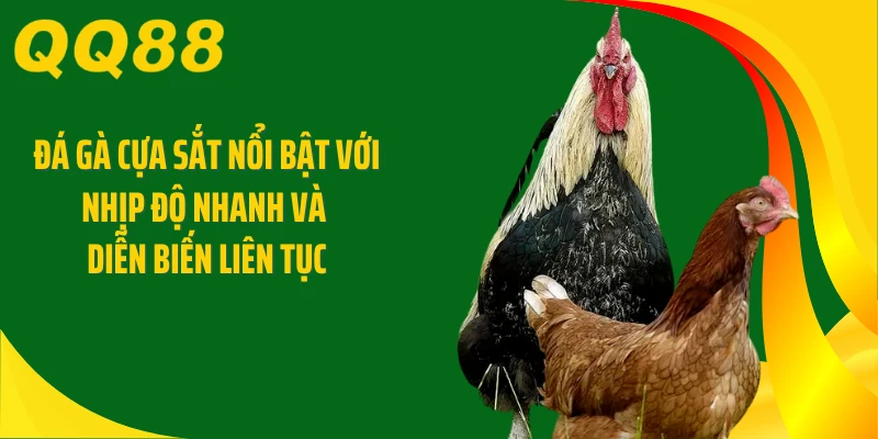 Đá gà cựa sắt nổi bật với nhịp độ nhanh và diễn biến liên tục